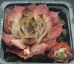 Sempervivum GREY STAR