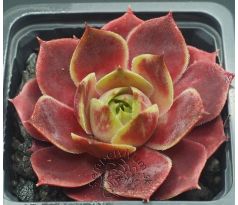 Sempervivum GRÜNRAND