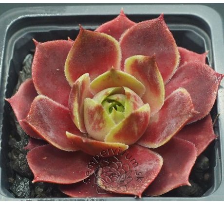 Sempervivum GRÜNRAND