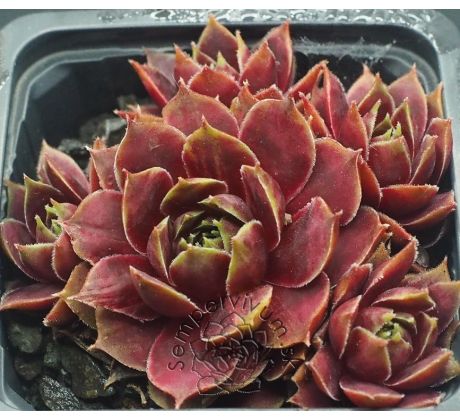 Sempervivum HANNE