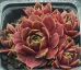Sempervivum HANNE