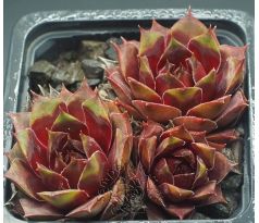 Sempervivum HARLEQUIN ROUGE