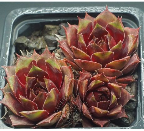 Sempervivum HARLEQUIN ROUGE