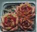 Sempervivum HARLEQUIN ROUGE