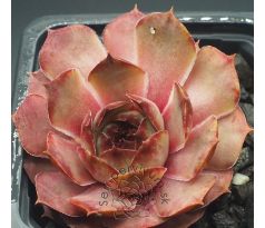 Sempervivum HAVENDIJKS BROWN TIP