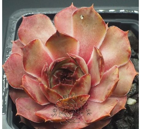 Sempervivum HAVENDIJKS BROWN TIP