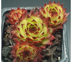 Sempervivum ANDINN ANDRAS