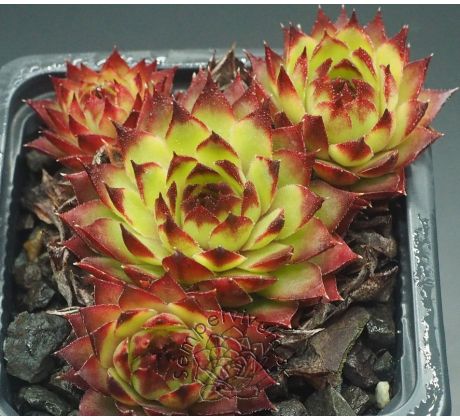 Sempervivum ANDINN ANDRAS