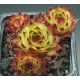 Sempervivum ANDINN ANDRAS