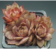 Sempervivum HAVENDIJKS TIGER