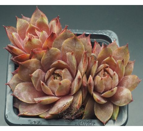 Sempervivum HAVENDIJKS TIGER