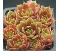 Sempervivum HEIKE