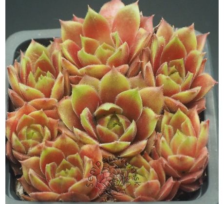 Sempervivum HEIKE