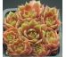 Sempervivum HEIKE
