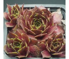 Sempervivum HELIOTROOP