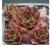 Sempervivum HELIOTROOP