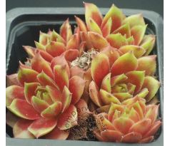 Sempervivum HERZBLATT