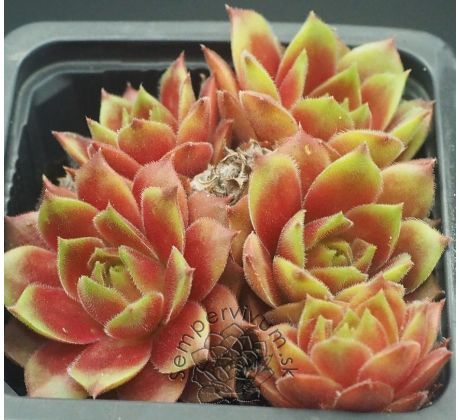 Sempervivum HERZBLATT