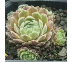 Sempervivum HIGHLAND MIST