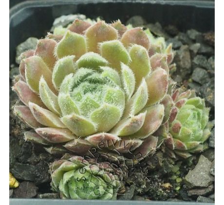 Sempervivum HIGHLAND MIST