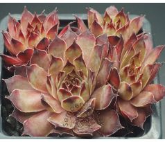 Sempervivum HOCUS POCUS