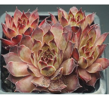 Sempervivum HOCUS POCUS
