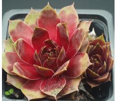 Sempervivum HODI`S KUGEL