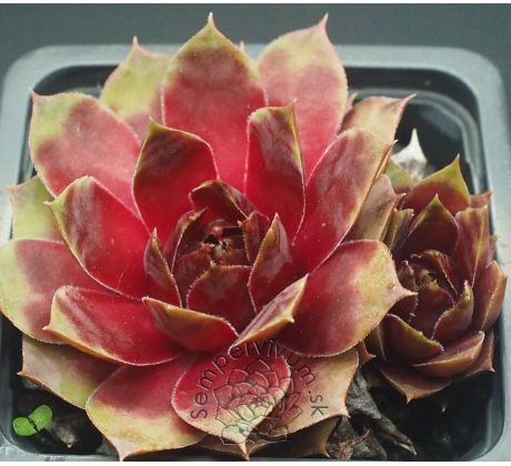 Sempervivum HODI`S KUGEL