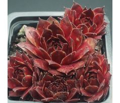 Sempervivum HONIGMOND