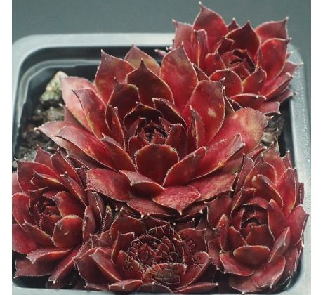 Sempervivum HONIGMOND