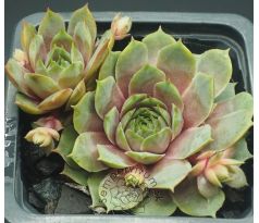 Sempervivum HUNOEH WÔR