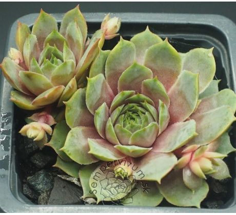 Sempervivum HUNOEH WÔR