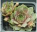 Sempervivum HUNOEH WÔR