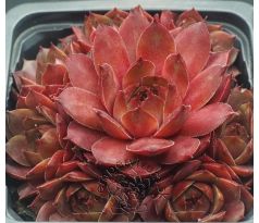 Sempervivum IMPACT