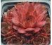 Sempervivum IMPACT