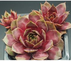 Sempervivum IN THE PINK