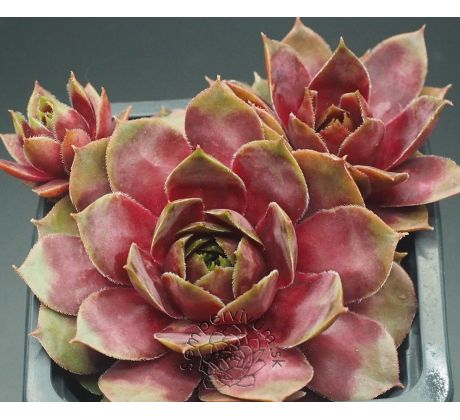 Sempervivum IN THE PINK