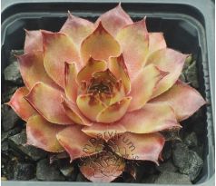 Sempervivum IOPHON