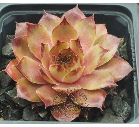 Sempervivum IOPHON