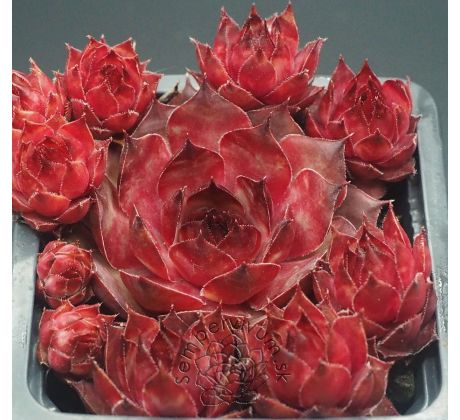 Sempervivum IRMINE