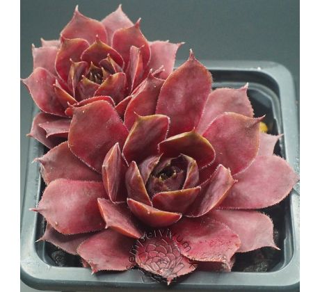 Sempervivum JENTINA