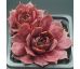 Sempervivum JENTINA