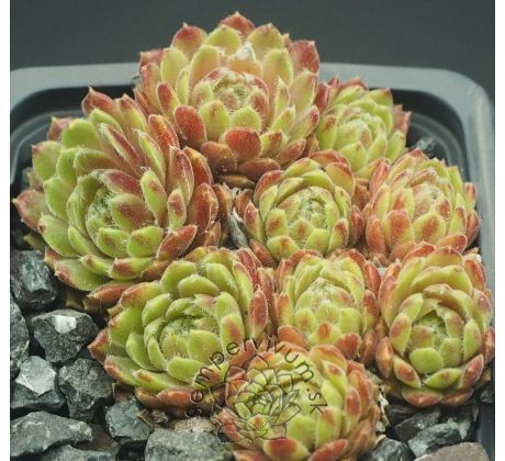 Sempervivum CREAM TEA