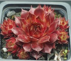 Sempervivum DAMSON WINE