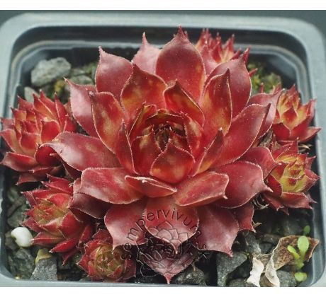Sempervivum DAMSON WINE