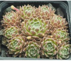 Sempervivum JIM KNOPF