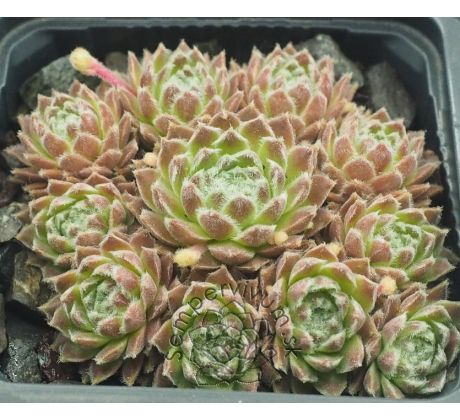 Sempervivum JIM KNOPF