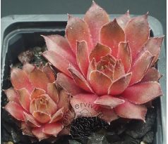 Sempervivum JIMMY