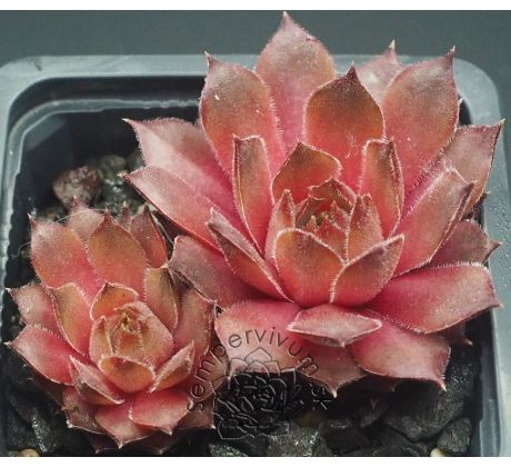 Sempervivum JIMMY