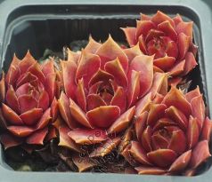 Sempervivum JURARIESE